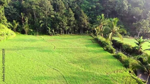 rice field in bali