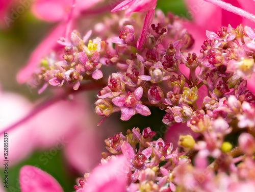 Wallpaper Mural 額紫陽花　雨に濡れた真花のクローズアップ Torontodigital.ca