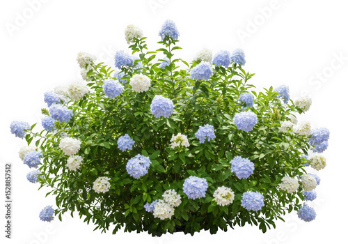 Plumbago bush with blue and white flowers isolated on transparent background