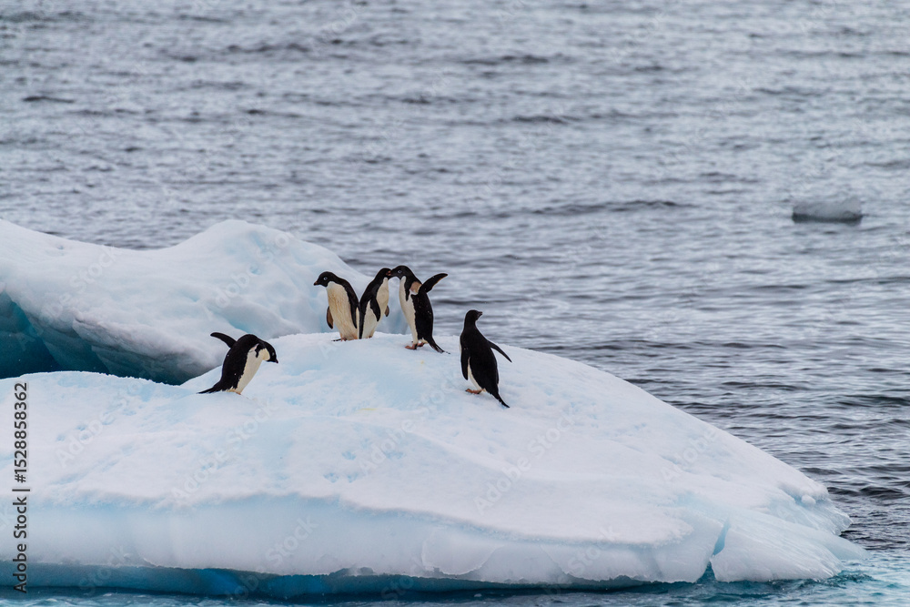 Fototapeta premium A group of Adelie Penguins - Pygoscelis adeliae- standing on an iceberg near Prospect point, along the Antarctic Peninsula