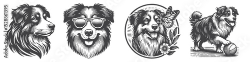 Vintage Hand-Drawn Dog Australian Shepherd Collection Illustration, Pets Animal Engraved Style Vector for T-Shirts and Summer and Nature Themes Design