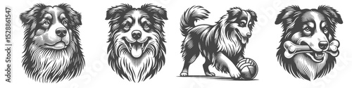 Vintage Hand-Drawn Dog Australian Shepherd Collection Illustration, Pets Animal Engraved Style Vector for T-Shirts and Playful Themes Design