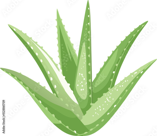 Colorful green leaves aloe vera plants vector illustration on transparent background.