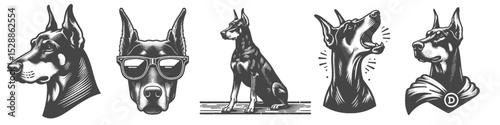 Vintage Hand-Drawn Dog Doberman Collection Illustration, Pets Animal Engraved Style Vector for T-Shirts and Cool and Superhero Themes Design