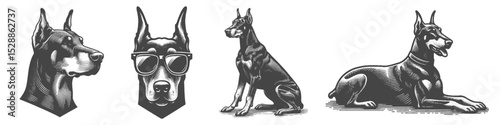 Vintage Hand-Drawn Dog Doberman Collection Illustration, Pets Animal Engraved Style Vector for T-Shirts and Casual Themes Design