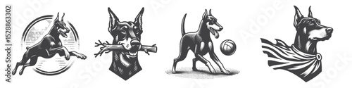 Vintage Hand-Drawn Dog Doberman Collection Illustration, Pets Animal Engraved Style Vector for T-Shirts and Superhero and Sports Themes Design