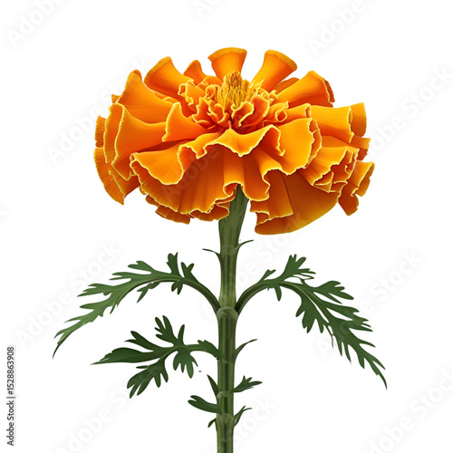Vibrant Marigold, a fiery orange bloom isolated on transparent background Generative AI.