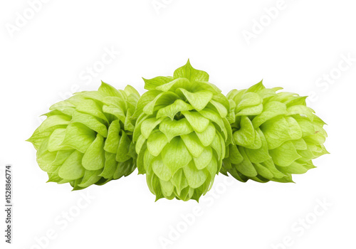Three green hops cones isolated on transparent background