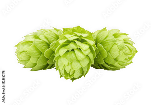 Three green hops cones isolated on transparent background