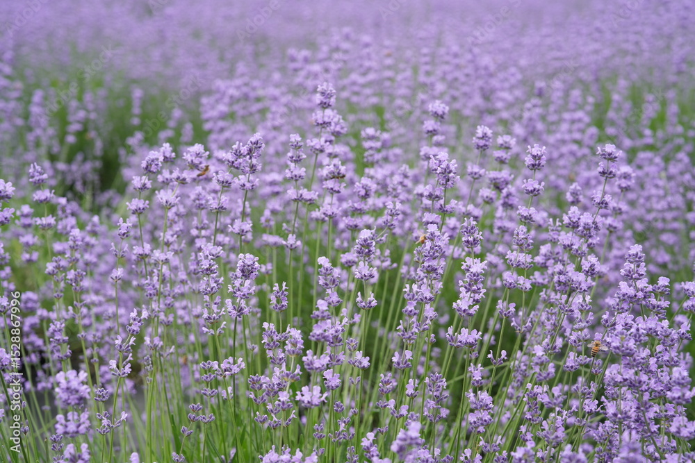 Naklejka premium Delicately scented lavender blossoms in a peaceful field 