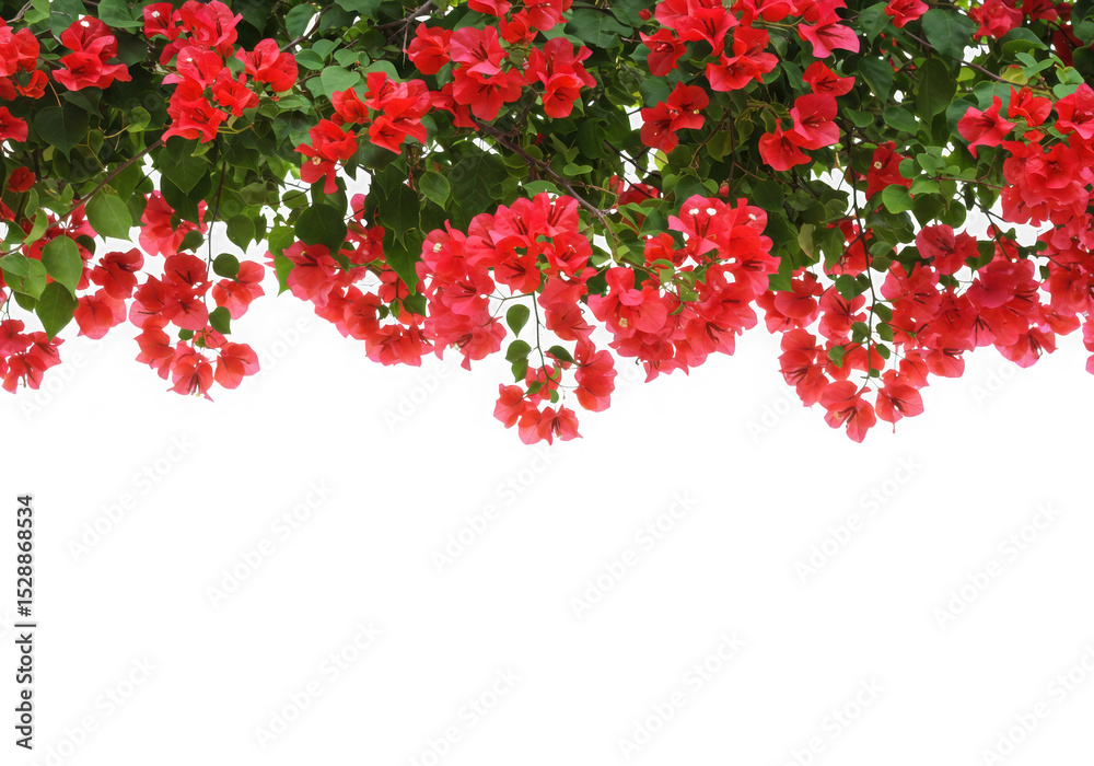 Fototapeta premium Red bougainvillea flower border isolated on transparent background