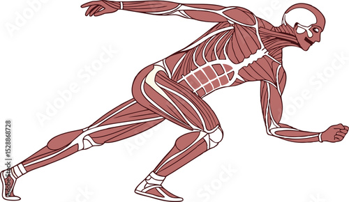  Running Athlete Muscle Anatomy Illustration