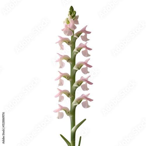 Delicate Pink Orchid, a Stunning Floral Display  isolated on transparent background Generative AI.