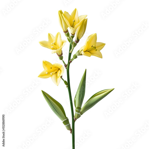 Pastel Yellow Flowers Elegant Botanical Image isolated on transparent background Generative AI.