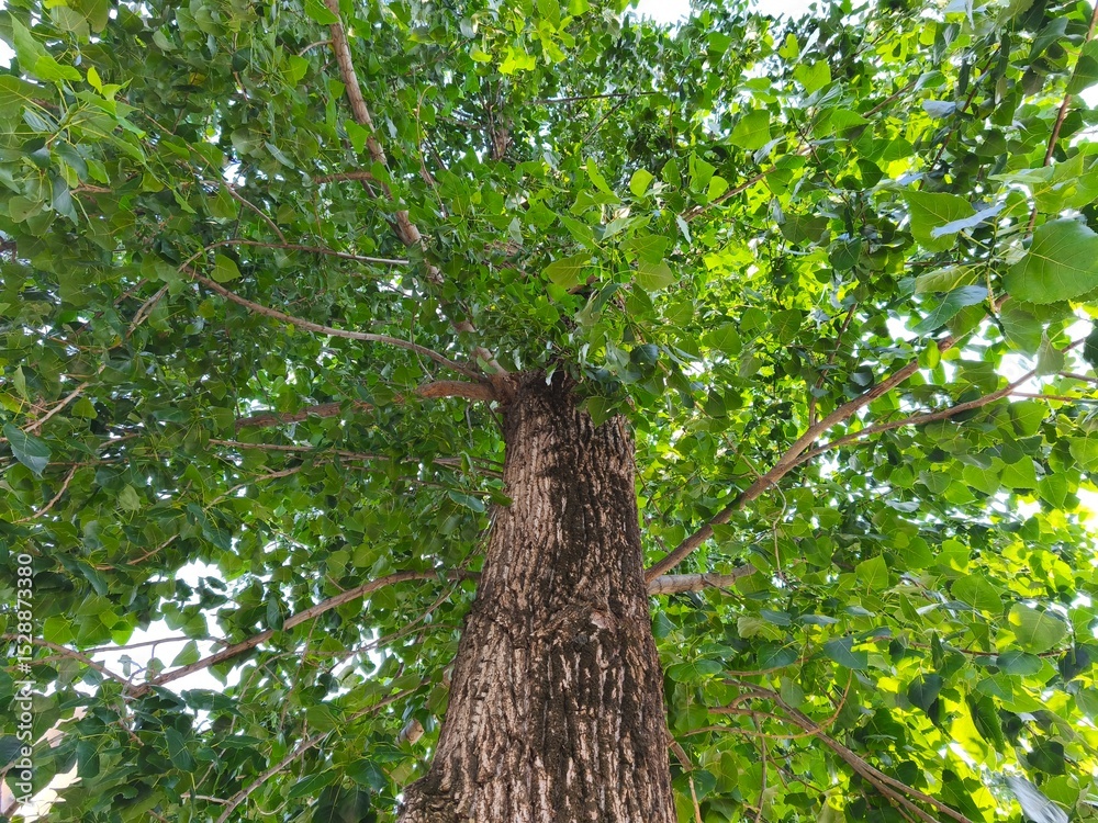 Fototapeta premium Photo of tree trunks in summer