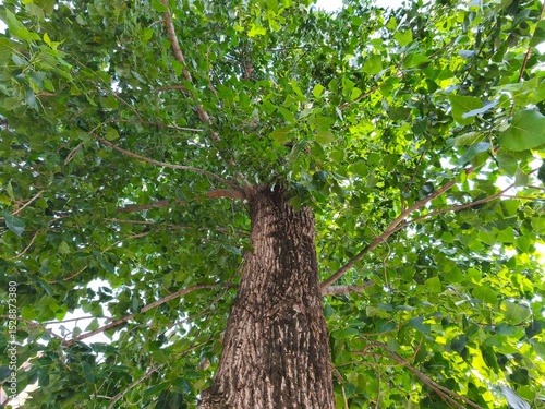 Photo of tree trunks in summer