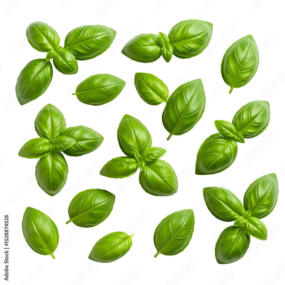 Basil leaf isolated on transparent background Basil leaf isolated on transparent background