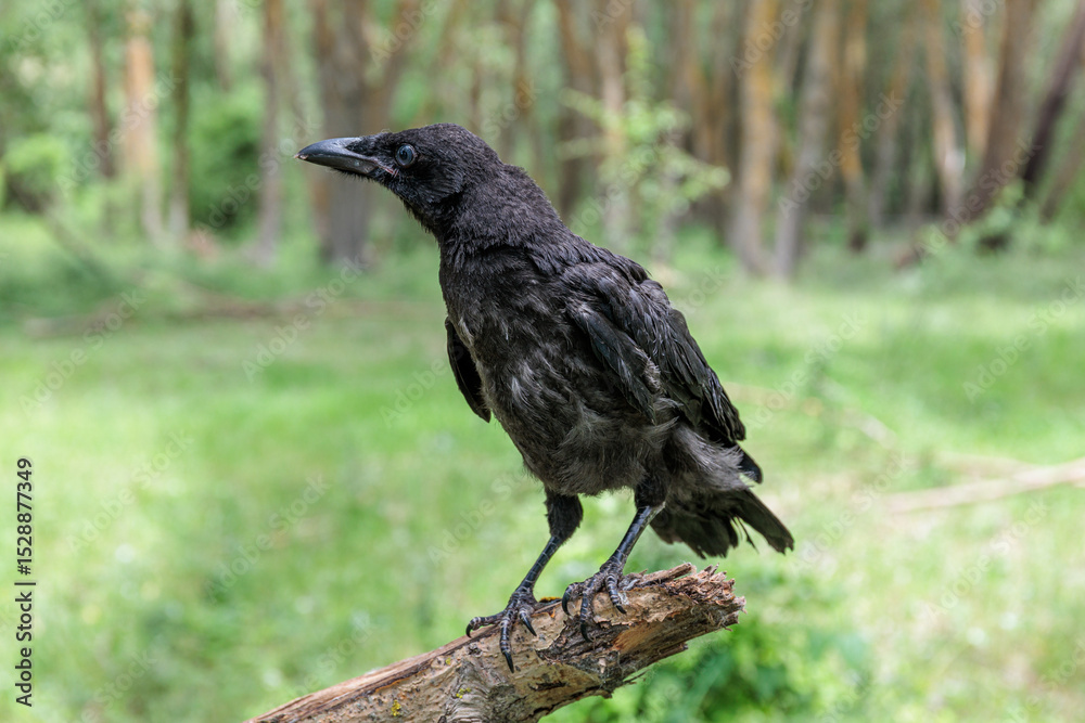 Obraz premium Corvus corone. Young black crow just out of the nest.