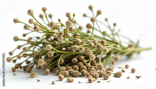 Dried Plant with Brown Seed Heads Isolated on White Background