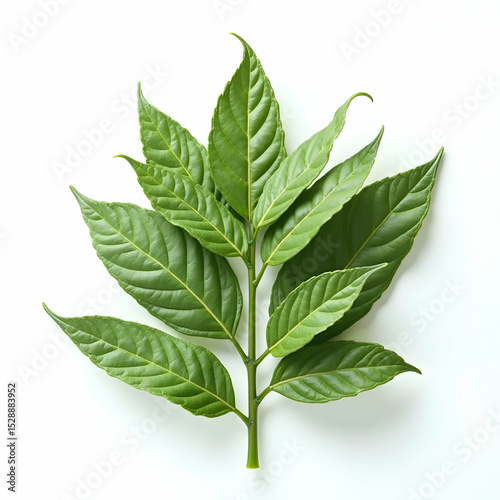 Green Leaves on White Background for Botanical and Decorative Use