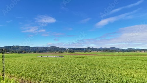 Drone Flyover of Sugarcane Fields in Gold Coast
