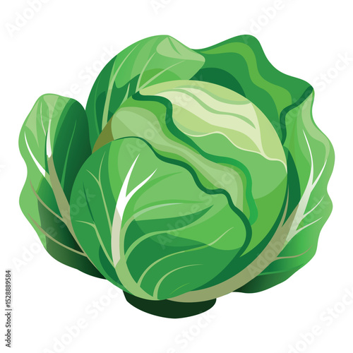 Fresh Green Cabbage Vegetable Vector Illustration