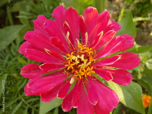 A close-up photo of a Hot pink flower.