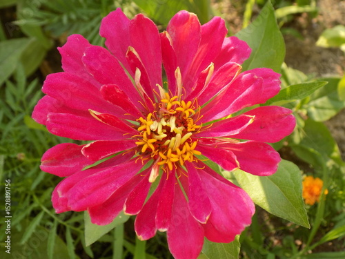 A close-up photo of a Hot pink flower.