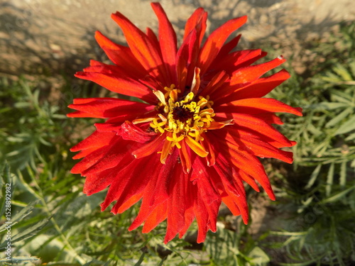 A close-up photo of a red flower.