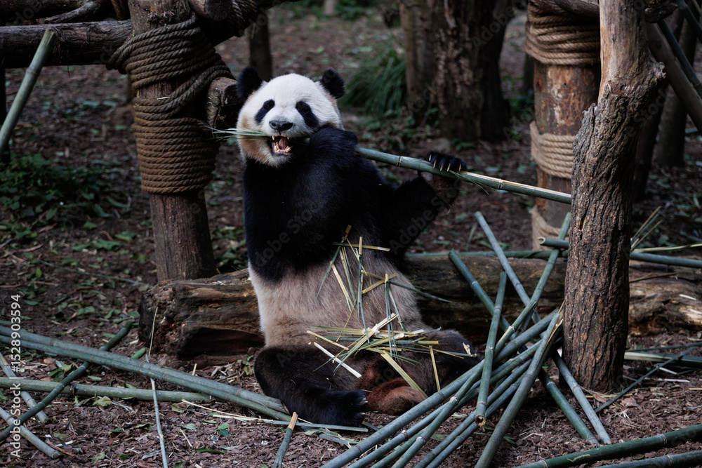 Obraz premium Giant panda eating bamboo in the zoo