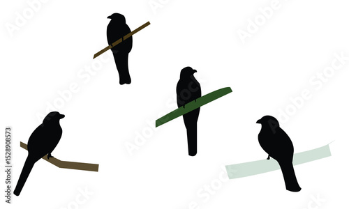 Amazonian black-throated trogon bird Silhouette Design  And Vector Illustration. 