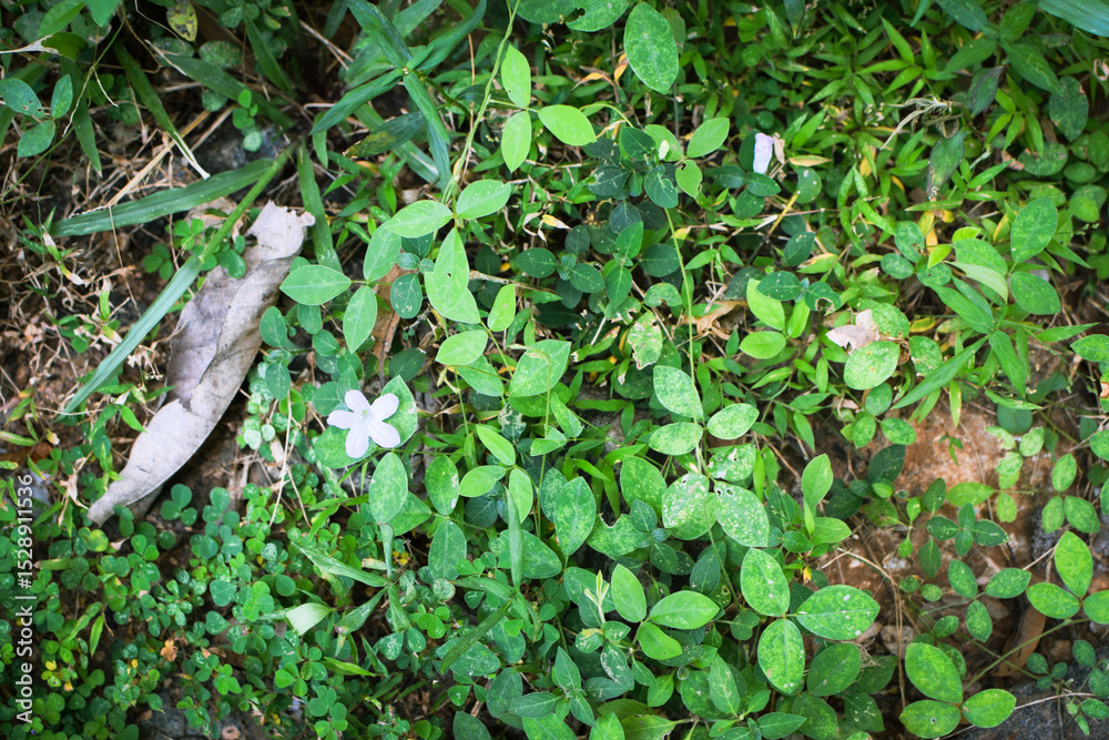 Obraz premium Lush Green Tropical Foliage with Variegated Leaves in Natural Light, Close-Up Botanical Scene Featuring Dense Leaf Growth and Natures Contrast in Texture and Color. Leaves in a Natural Outdoor Setting