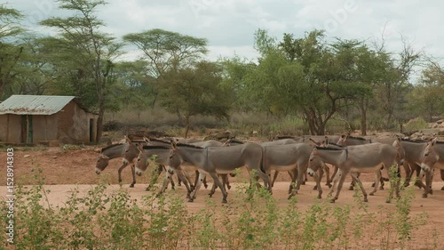African herder drives large herd of donkeys along rocky road on street of huts in poor settlement in savannah