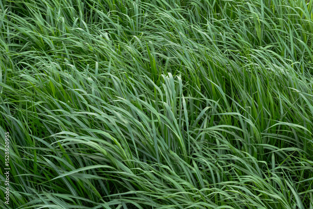 Fototapeta premium Lush Green Grass Texture Background