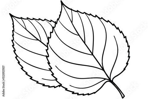 Two Serrated Leaves with Veins Outlined in Black on a White Background