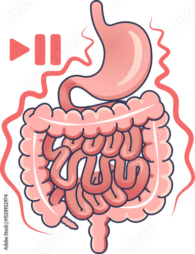 Illustration of a stomach and intestines with a pause symbol, representing digestive system suppression.