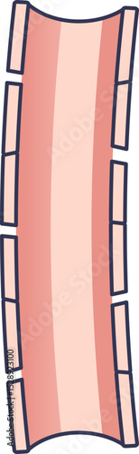 Illustration of a blood vessel with a focus on its structure and walls.