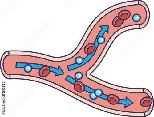 Illustration of blood flow in a bifurcating vessel with red and white blood cells.