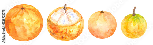 A beautiful illustration depicting various types of oranges in different sizes.