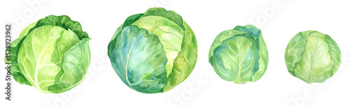 Four watercolor cabbage heads showcasing vibrant green hues and delicate textures.
