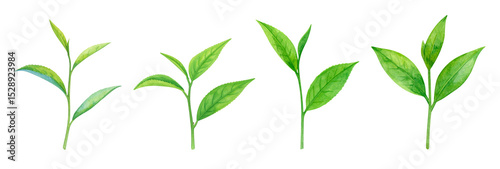 Fresh green leaves showcasing various stages of growth in a vibrant botanical illustration.