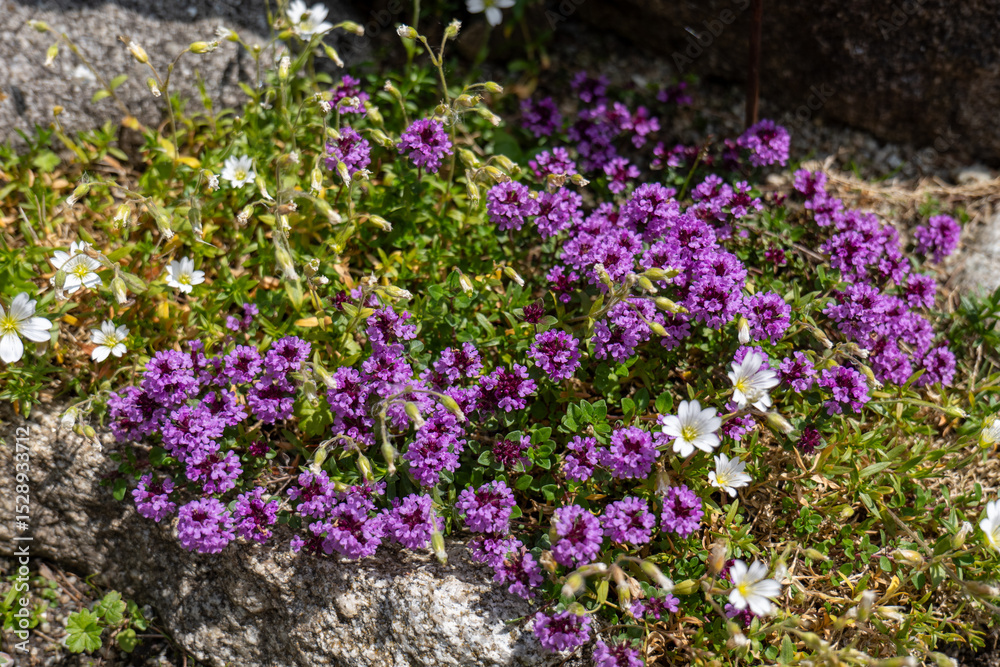 Obraz premium Alpine wild thyme (Thymus alpestris) with purple flowers growing in a mountain meadow among rocks and green grass.