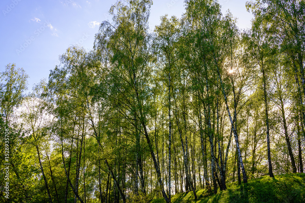 Fototapeta premium Sunlight filtering through the tall birch trees in a lush green forest, creating a serene and captivating natural landscape for nature enthusiasts.