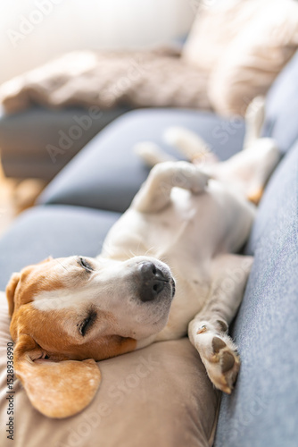 Wallpaper Mural A Beagle dog is peacefully sleeping on a cozy couch Torontodigital.ca