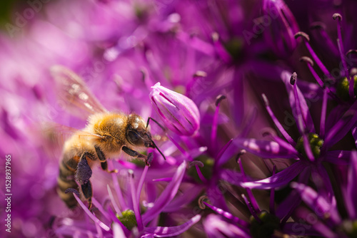 Wallpaper Mural A beautiful bee is currently sitting on a vibrant purple flower Torontodigital.ca