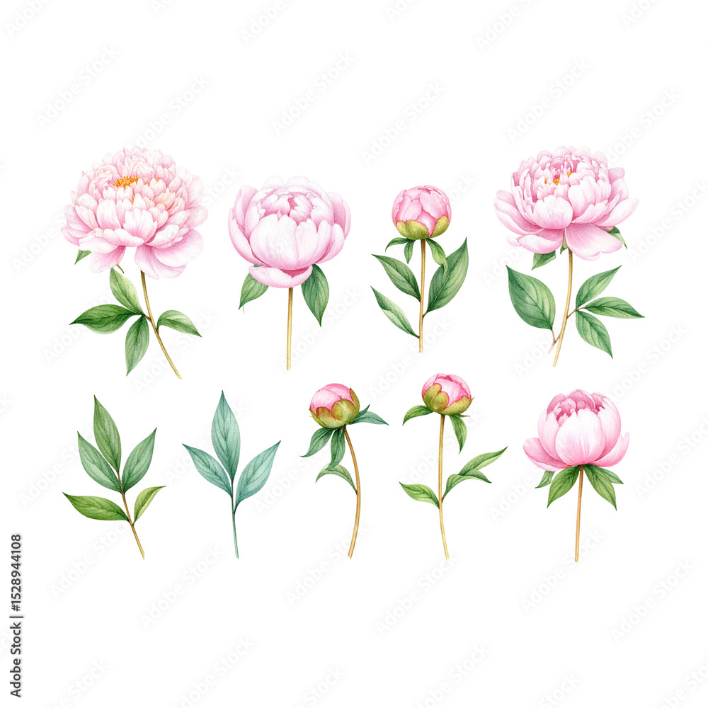 Obraz premium A beautiful pink tulip blossom, a true sign of nature's beauty in spring