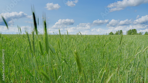 Vast and Lush Green Grass Field Set Against a Beautiful Blue Sky with Fluffy White Clouds