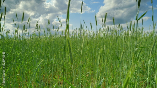 A Vibrant and Lush Green Field Beneath a Beautiful Scenic Sky Filled with Clouds