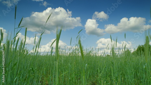 A Serene Green Field Stretching Under a Clear Blue Sky Adorned with Soft White Clouds