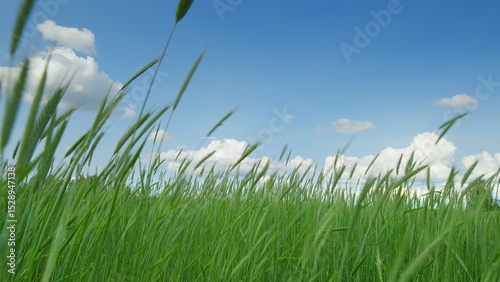 Lush Green Grass Spreading Out Beneath a Bright Blue Sky with Fluffy White Clouds